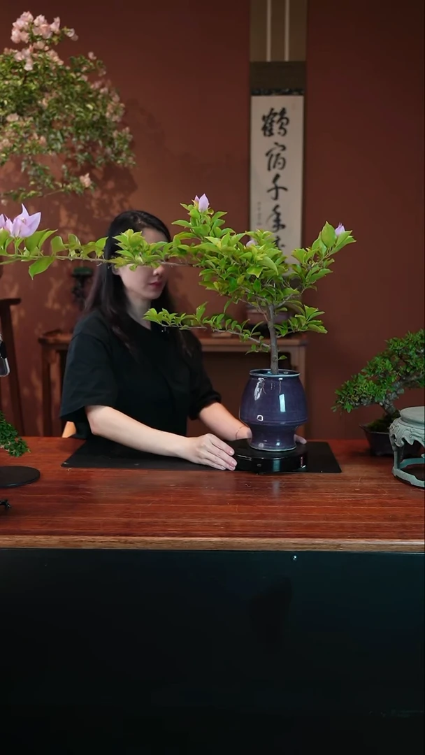 无花朵三角梅盆景盆景盆景