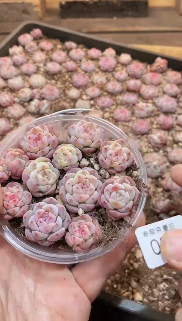 【闪购商品】090糖钻量拍1盒