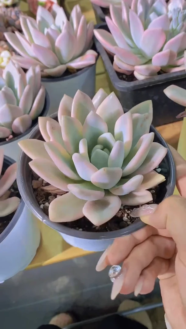 A815-奥普琳娜锦脱土发（量拍）