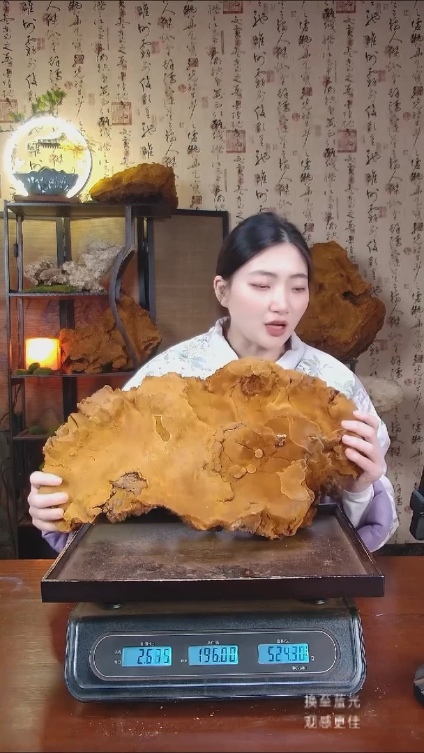 松针层孔菌中国大陆【藏区野生】松树桑黄（5.6斤）60-70年份