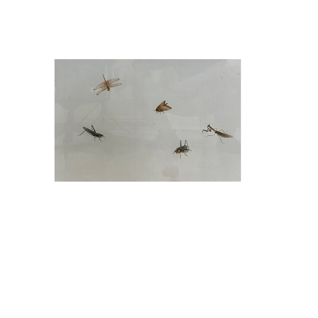 第三期9.27拍卖《虫》