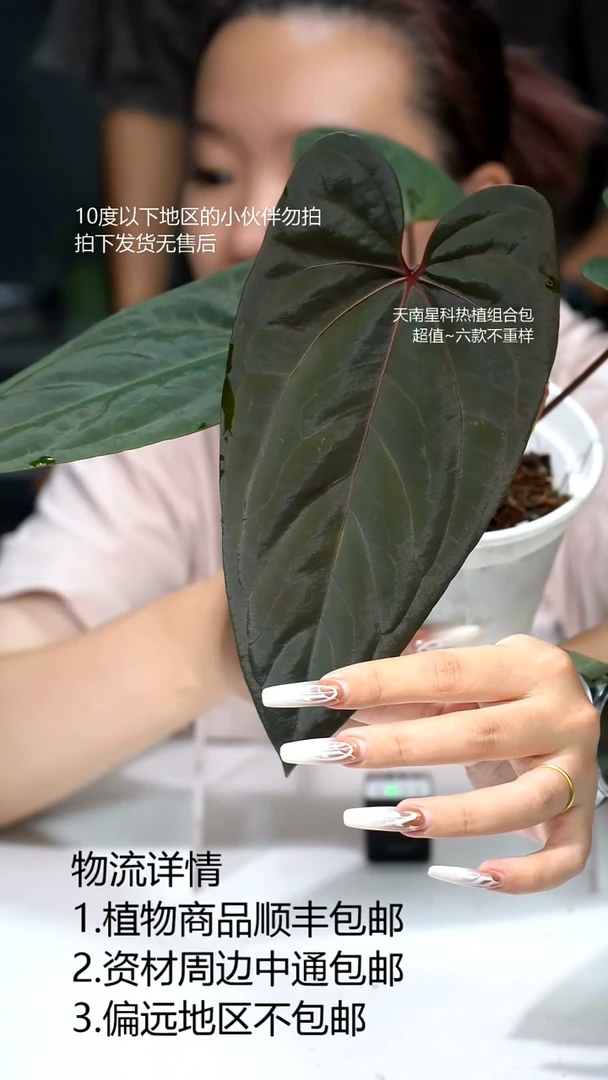 完全开放桃鸡花烛