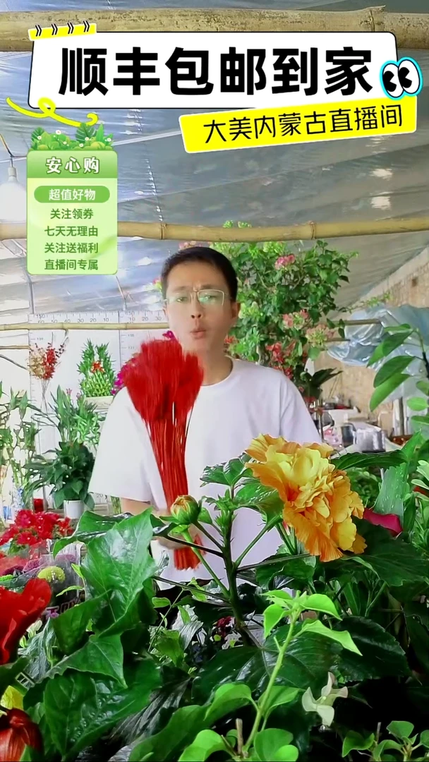 完全开放红色大麦