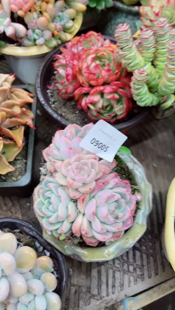 【闪购商品】09005