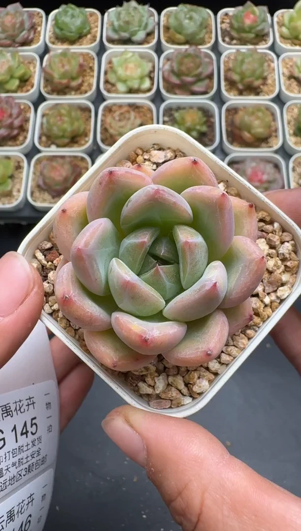 144G云禹多肉植物 脱土纸巾打包 3颗包邮