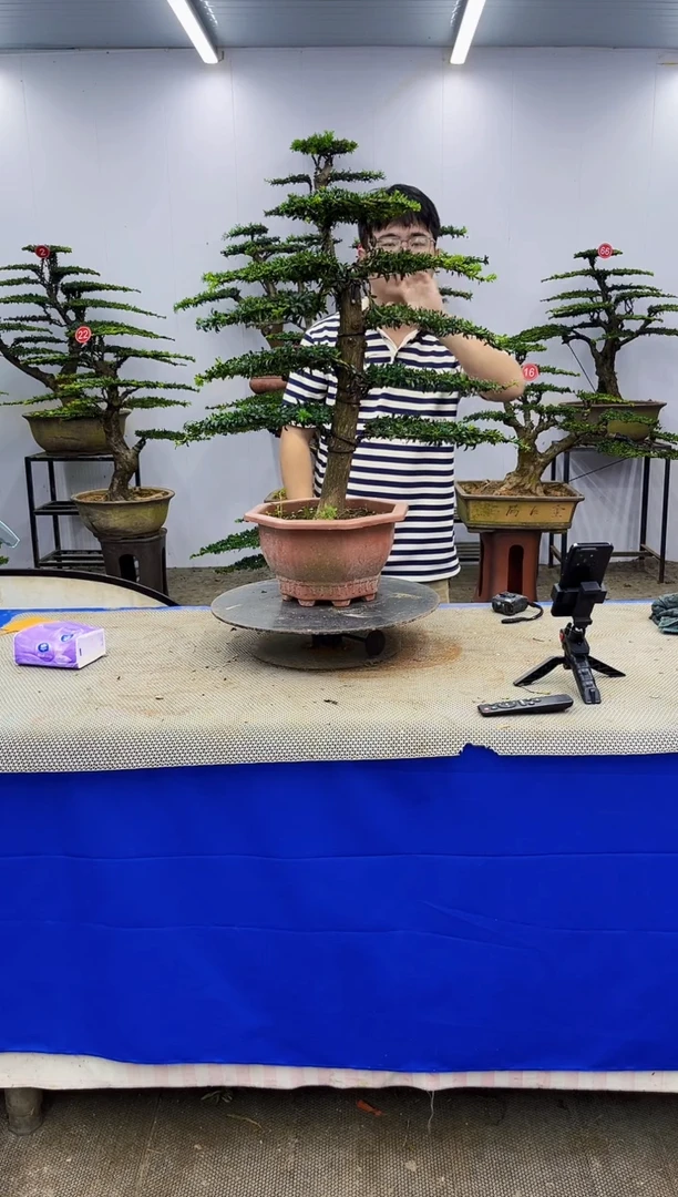 无花朵一物一拍，所见即所得