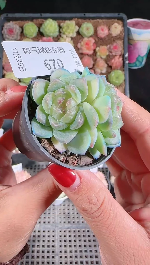 多肉1129-670p3-9（群生不包整）