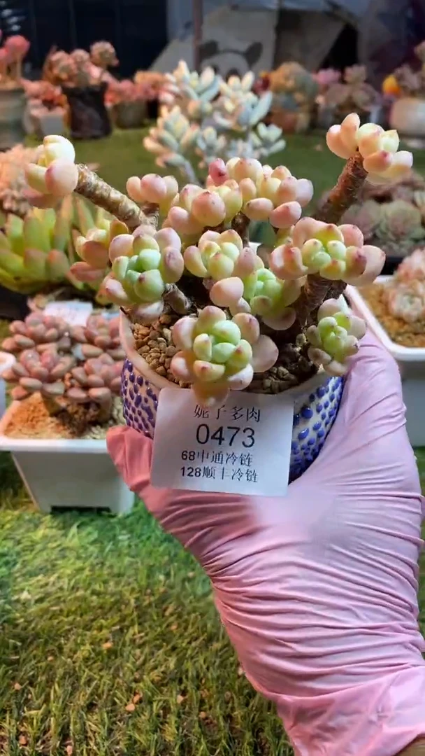 0473《满28包邮发货》