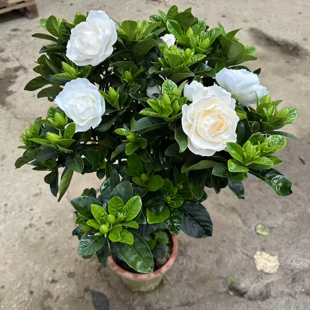 老桩独杆栀子花苗四季开花大叶牡丹栀子花盆栽浓香型客厅阳台