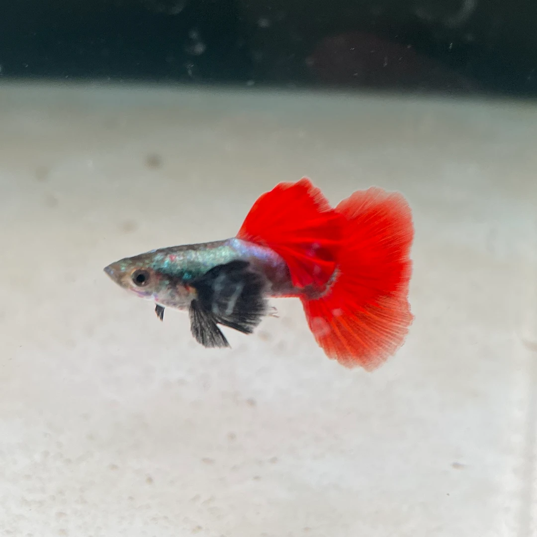 孔雀鱼白金象耳公母搭对3-4个月鱼龄3-3.5cm纯种公母搭对热带鱼