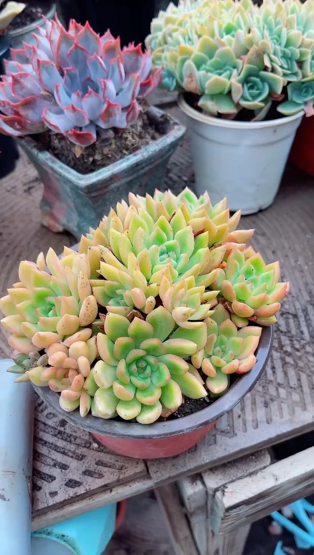 小**子26151多肉植物一物一拍