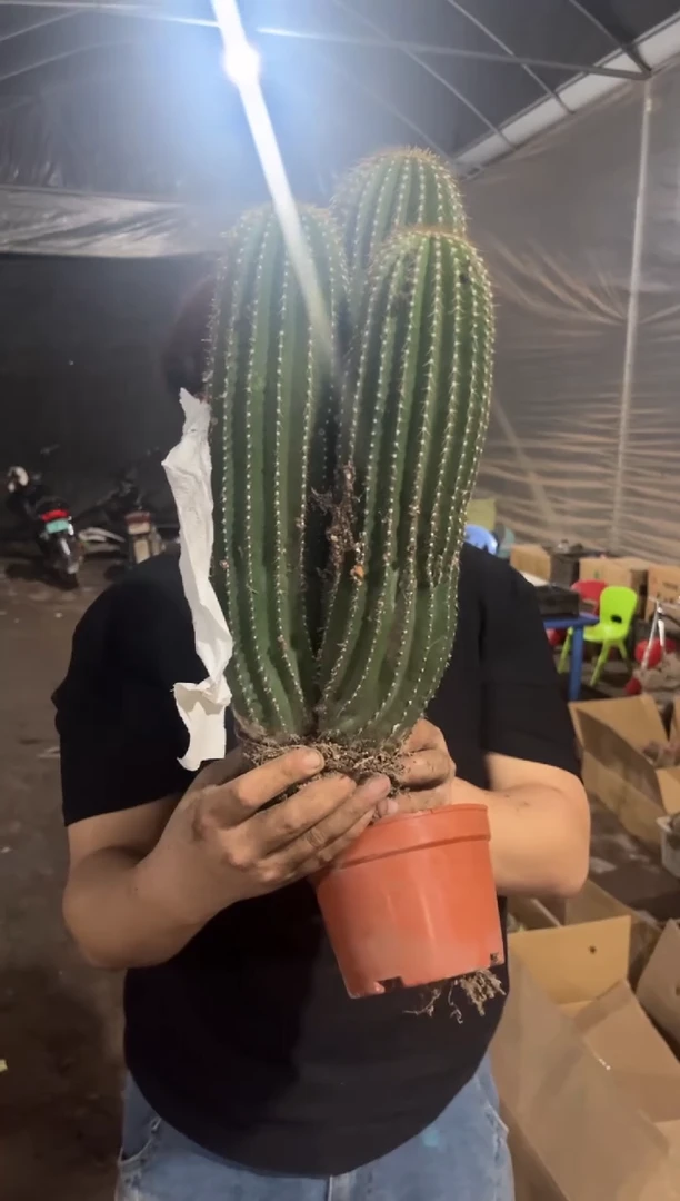 双头起发 大大大凤龙【带根】