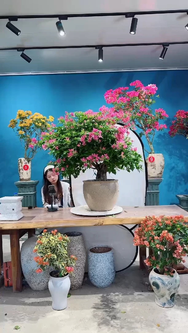 全部花朵胭脂粉三角梅