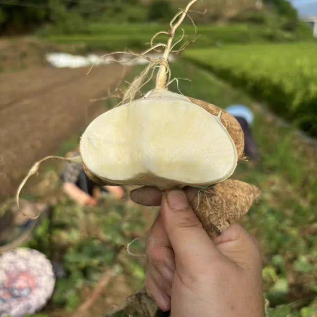 贵州土特产新鲜现挖现发即食番薯正宗白心大果地萝卜凉薯地瓜包邮