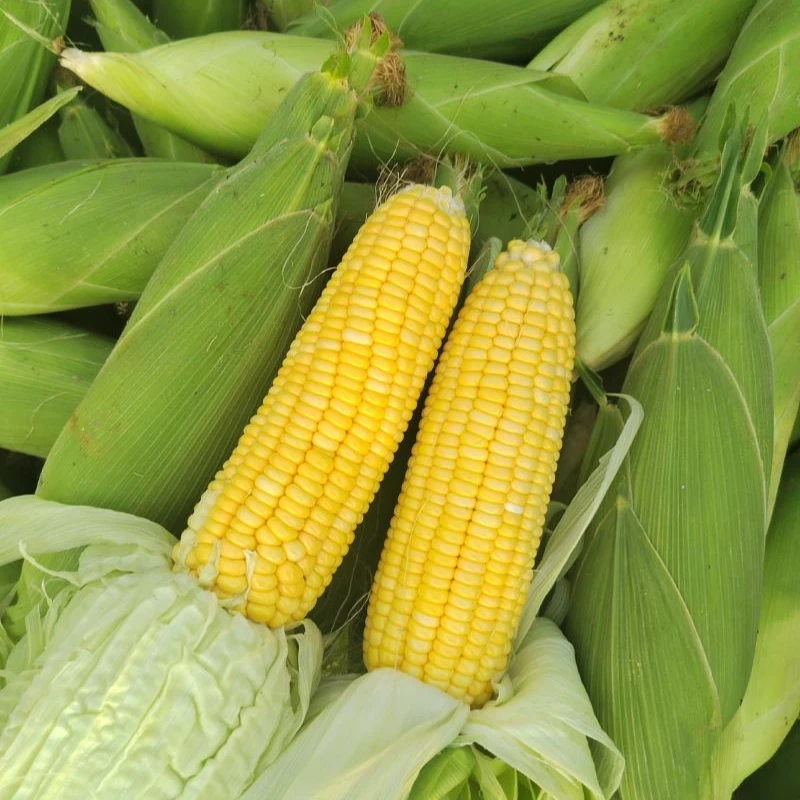 水果甜玉米3-5斤新鲜脆甜多汁可生吃适合炖汤爆炒榨汁