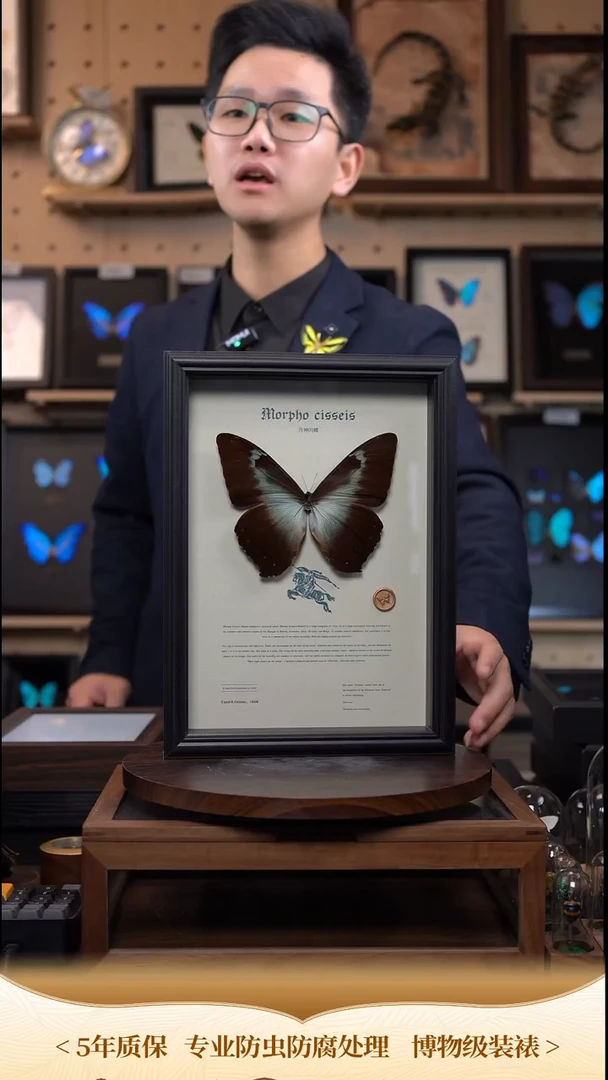 蝴蝶标本摆件竞拍月神闪蝶g亚c326
