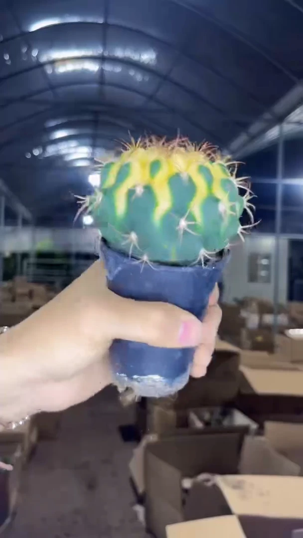 天紫玉 锦【带盆土】实生根