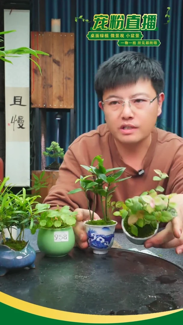 无花朵朝****9苔藓微景观958号