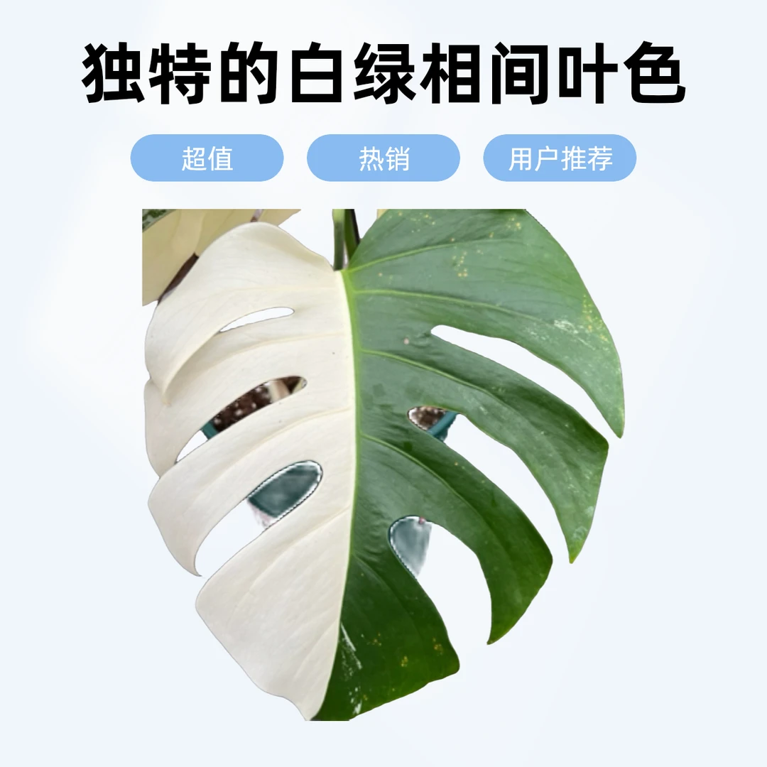 白锦龟背竹【拍了不退换】一物一拍玻璃心勿拍无售