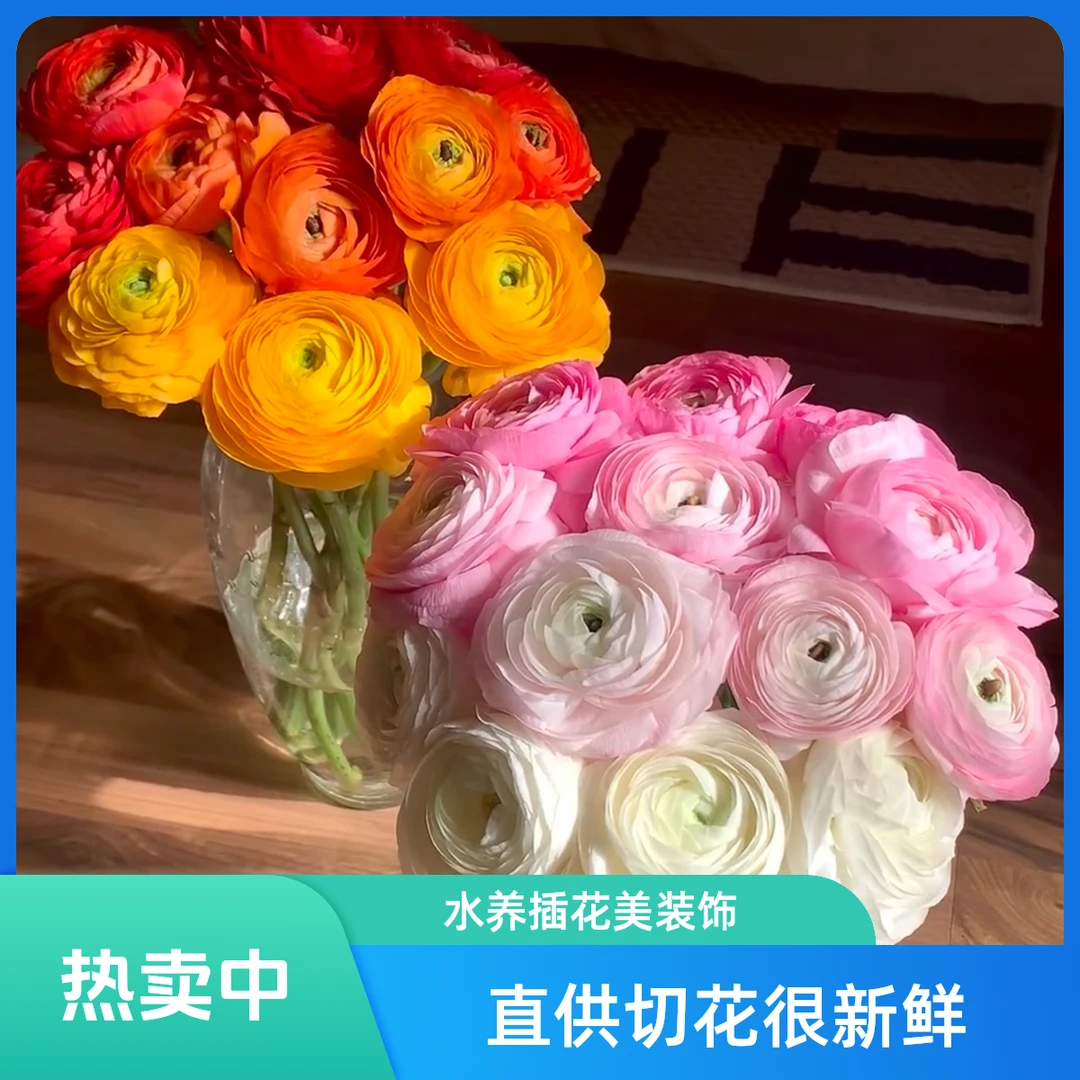 【云瑞鲜花甄选】洋牡丹鲜切花云南昆明直供家具水养瓶插