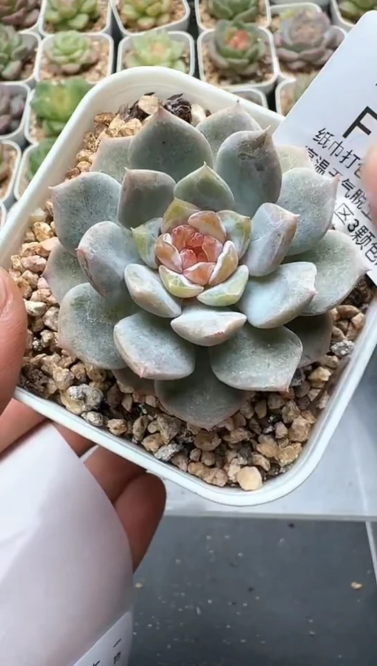 317F云禹多肉植物 默认脱土纸巾打包 3颗包邮