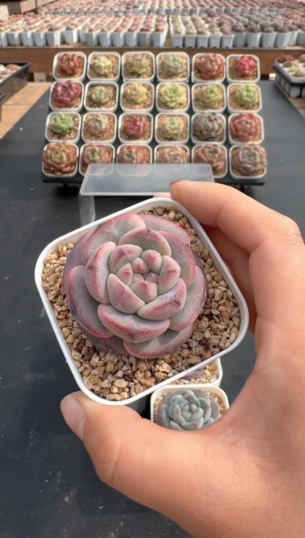 【闪购商品】695C物拍多肉带盆土6.5杯拍3颗包柚