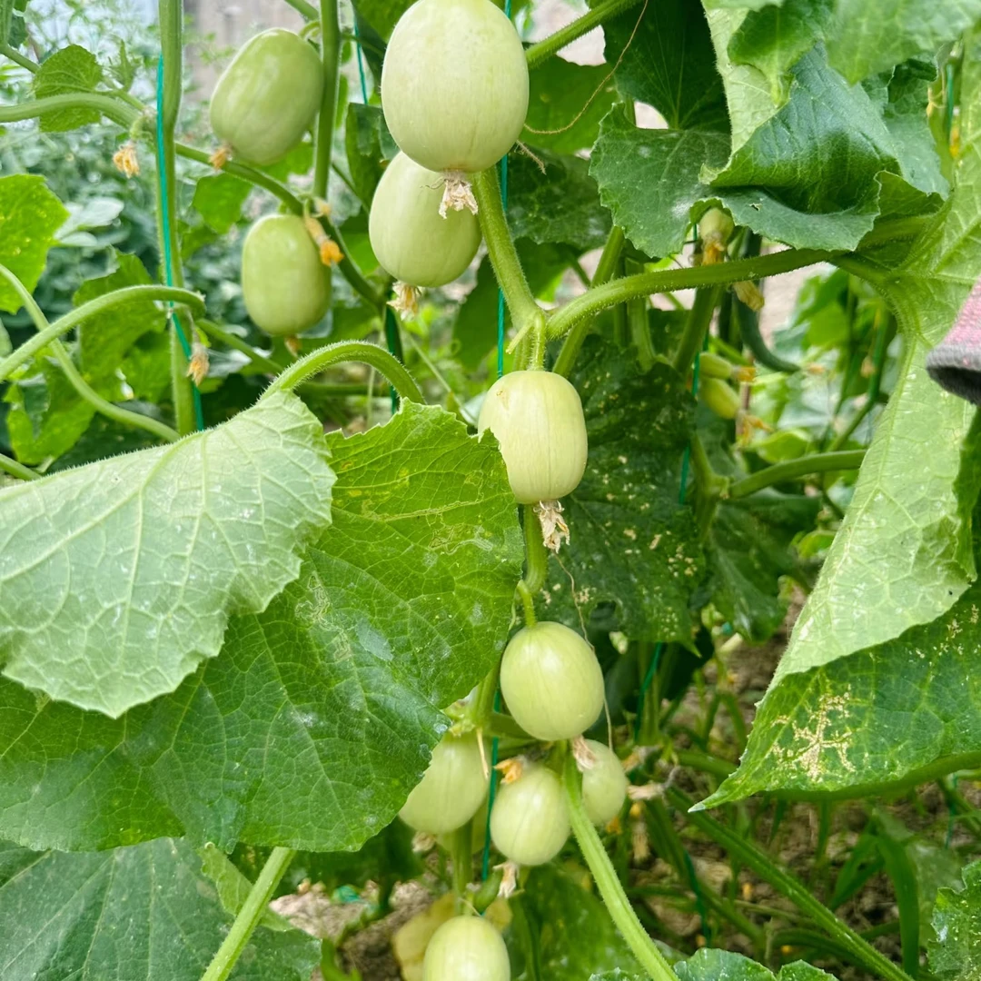 玉女水果黄瓜蔬菜玉佩种子脆甜迷你水果黄瓜种子儿子夫妻