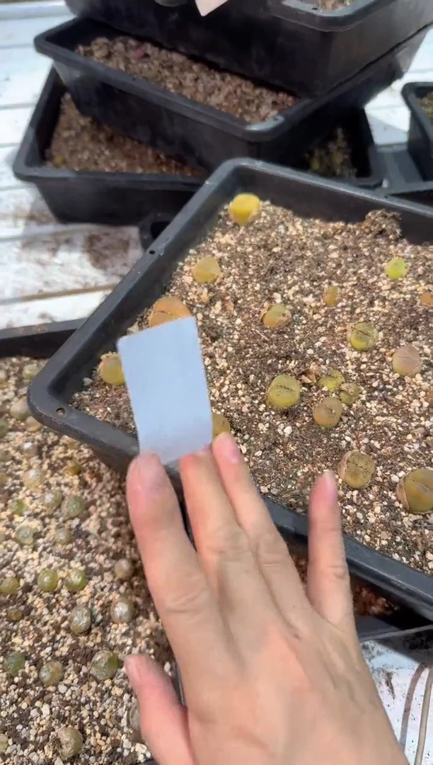 28-228多肉植物脱土发