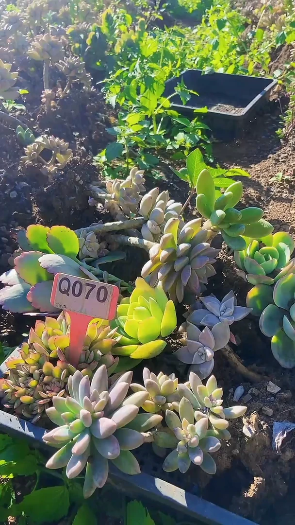 Q070地拍多肉枝头组合默认脱土发货