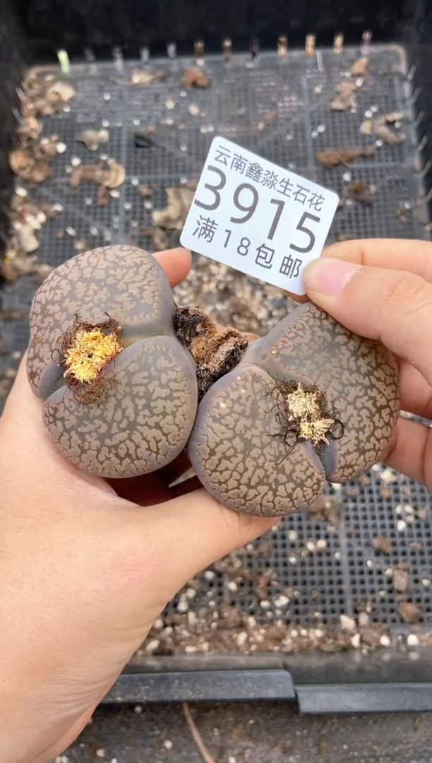 3915特价日轮玉有疤瑕疵发货1颗