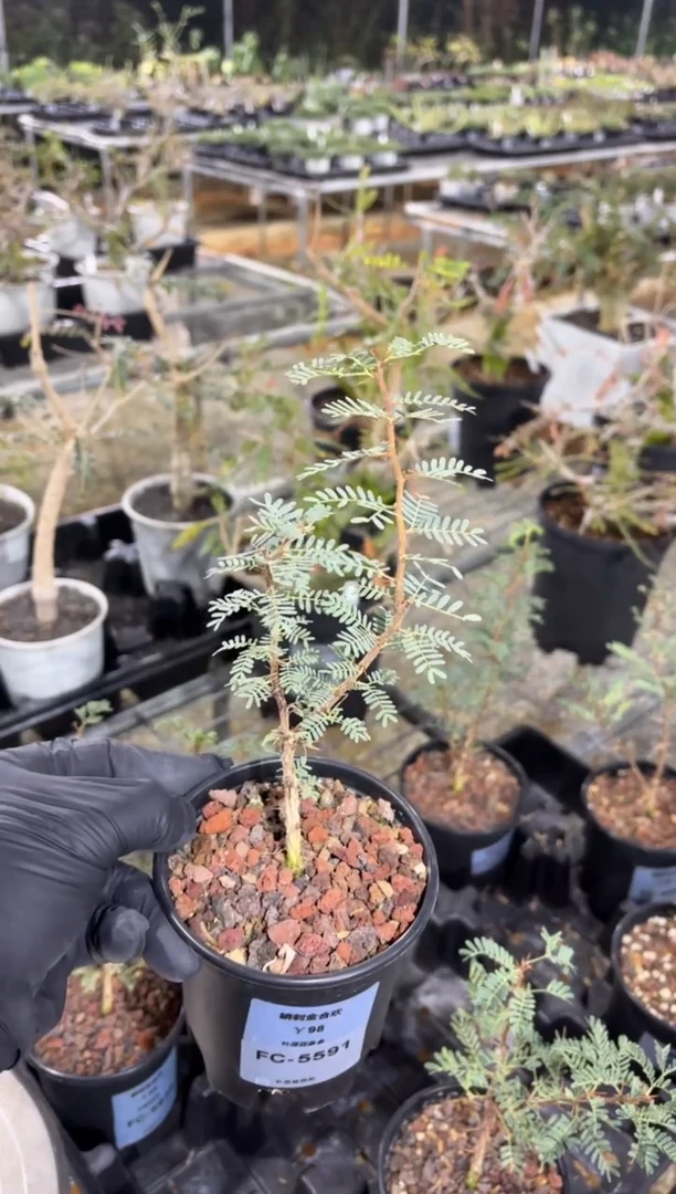 鳞刺金合欢FC-5591