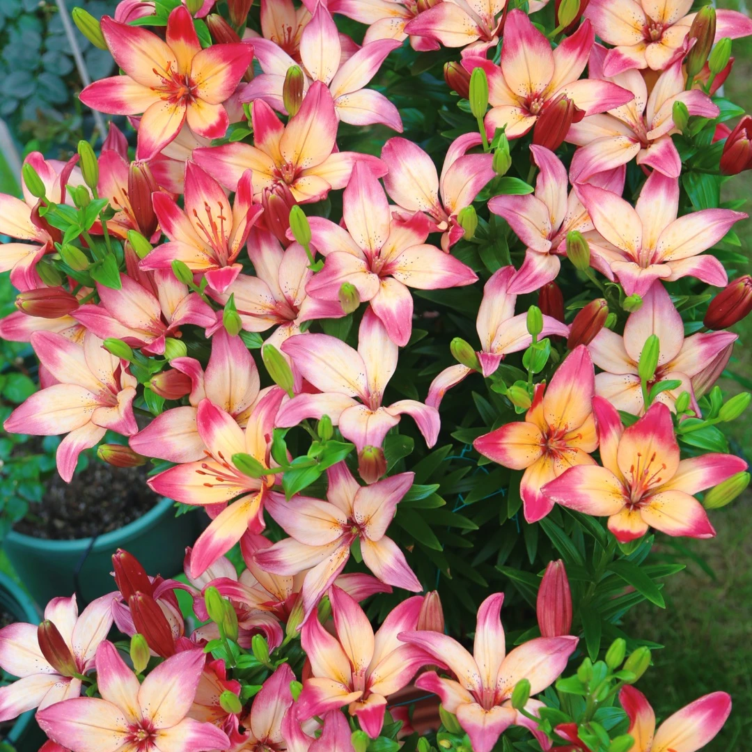 【直播专享】虹越|百合心弦种球荷兰进口LA百合阳台庭院新手花卉