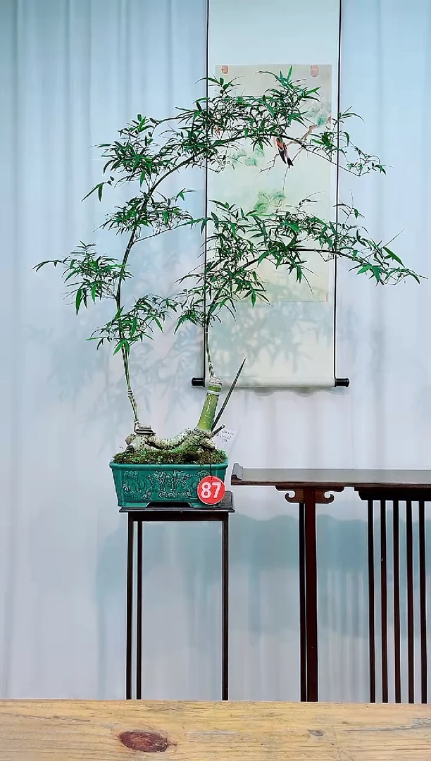 无花朵竹子盆景竹子盆景