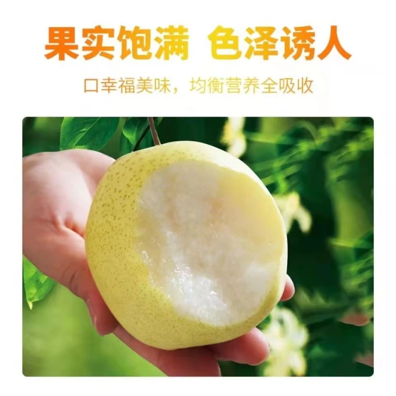 雪山蜜梨 约3斤/份