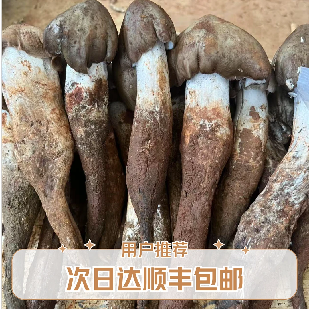 次日达顺丰包邮2025新鲜四川鸡纵菌火把鸡枞