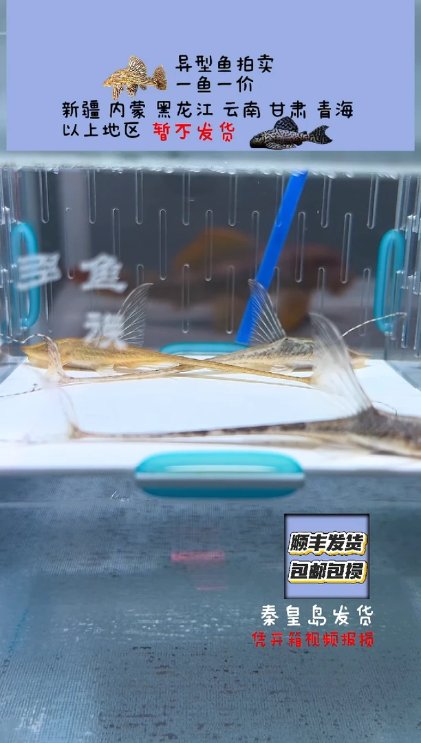 清道夫6-8不包入缸损58