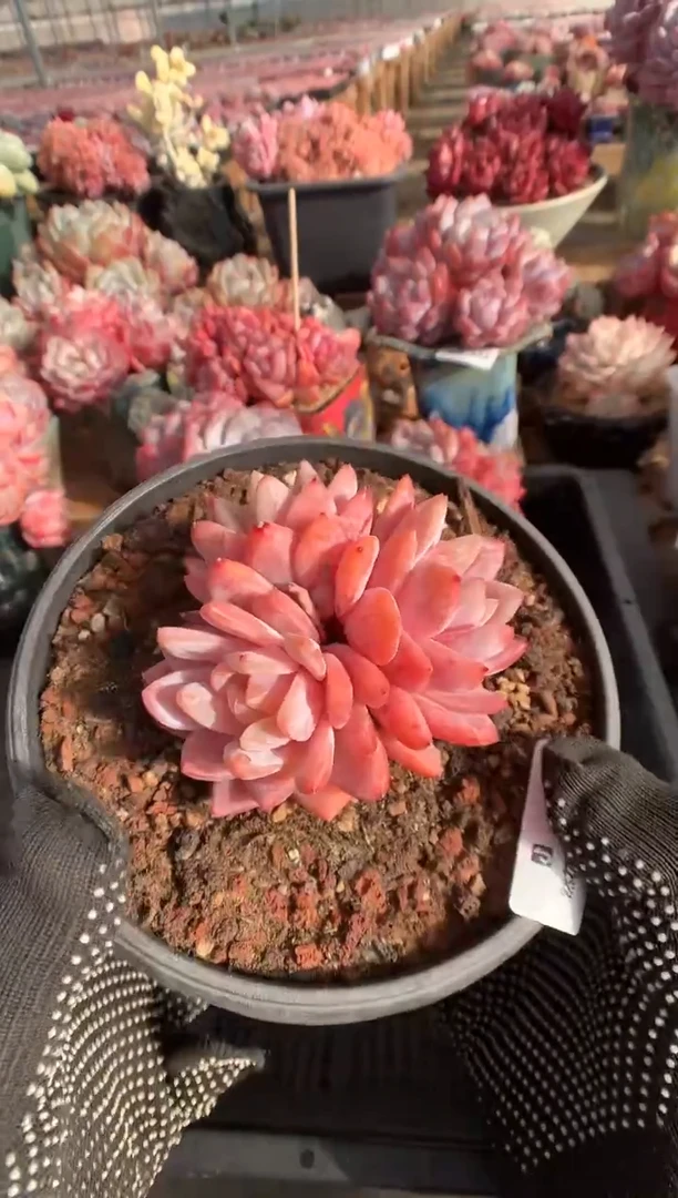 631玫瑰梦露多肉植物一物一拍