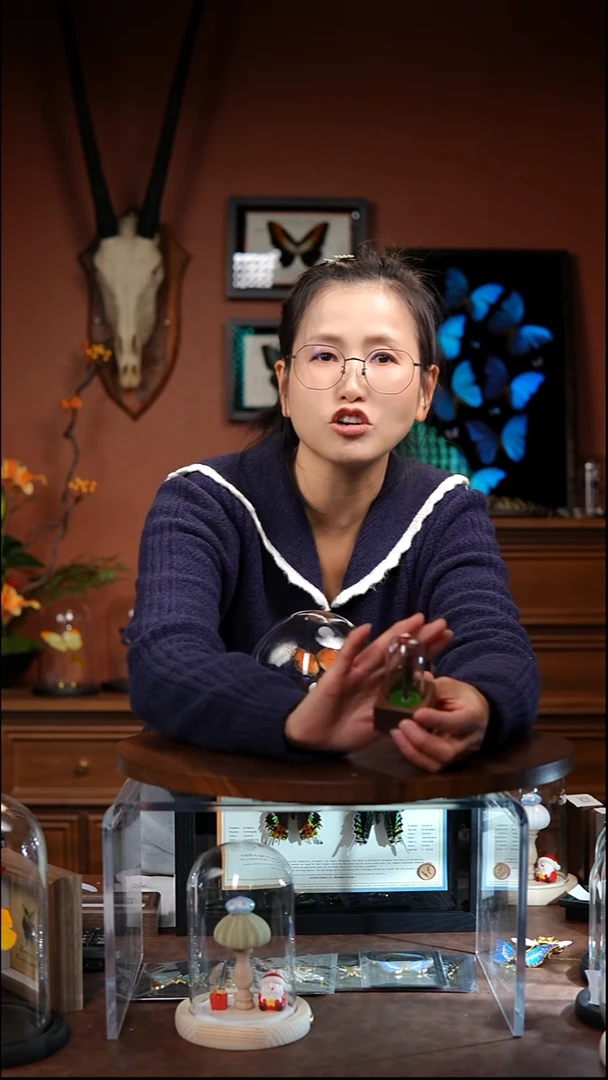 紫金甲昆虫标本（常规）