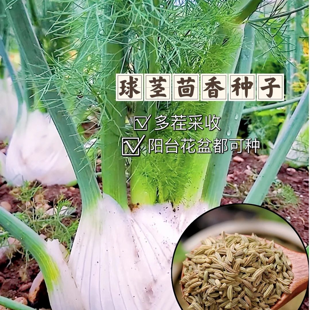 球茎茴香种子球形结球正宗大茴香种籽菜种蔬菜种子四季播种批发