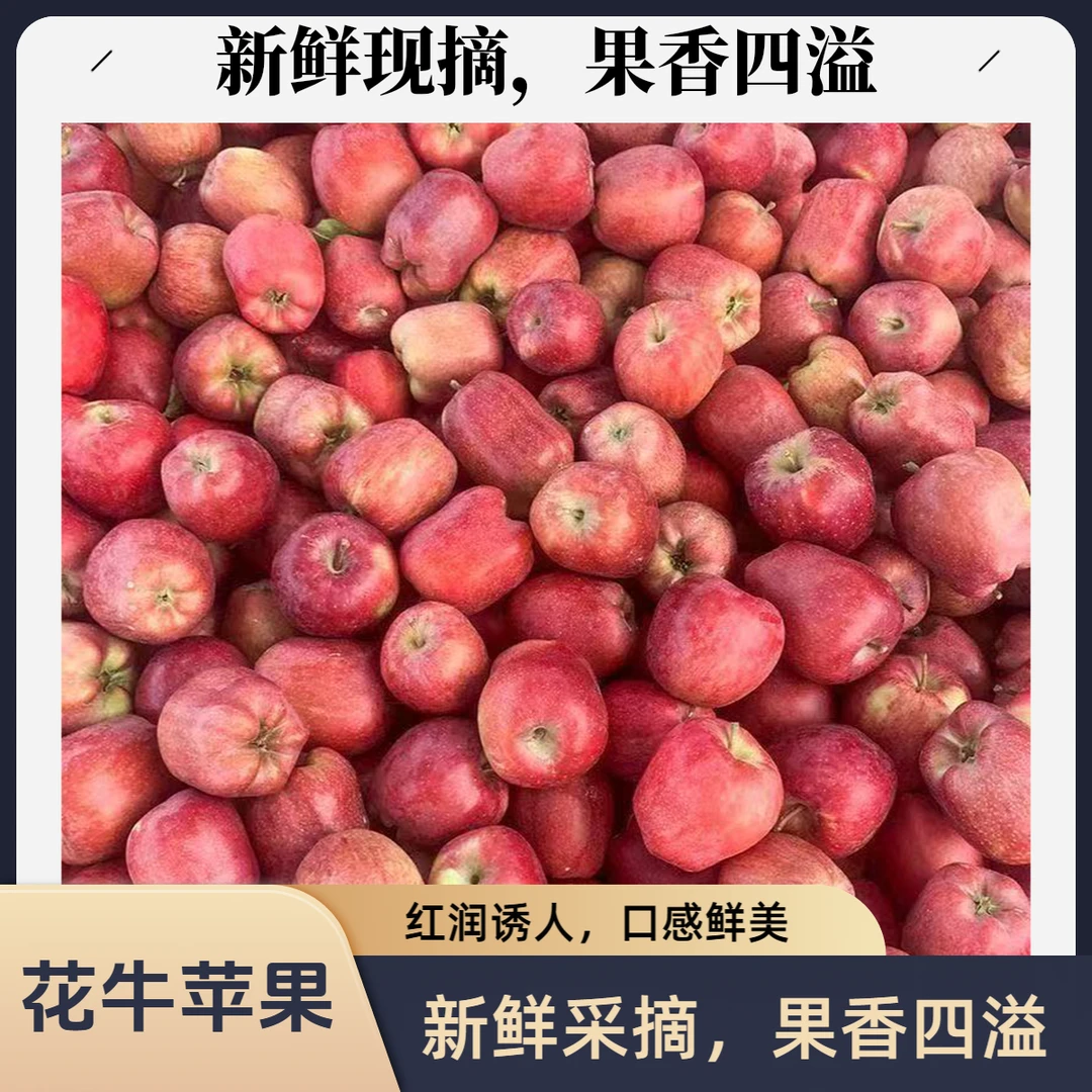 【可粉可脆】甘肃花牛苹果圆果粉脆新鲜水果【汤家限定】