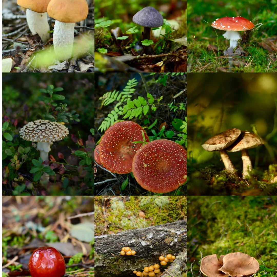 1【客-服-链-接-勿-拍】净含量500g【阿忠现收现卖】菌