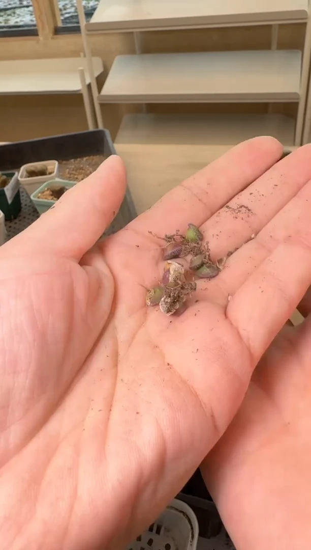 24-205多肉植物肉锥