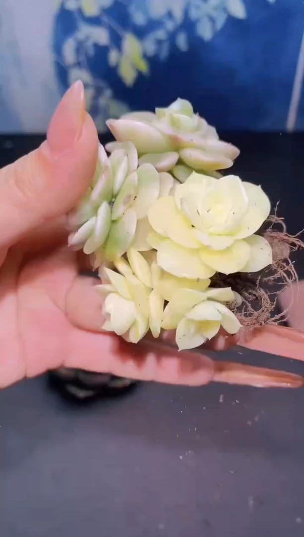 【闪购商品】060腊牡丹锦