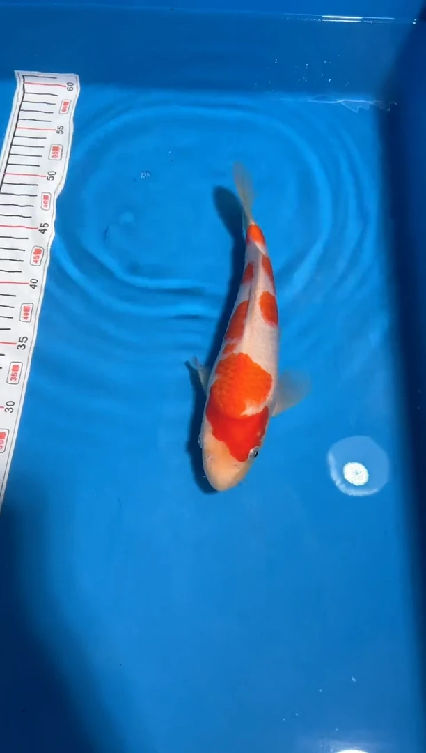 【闪购商品】16号锦鲤红白鱼 锦鲤鱼