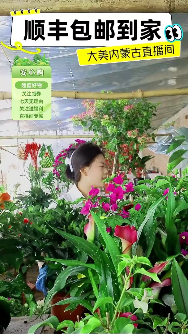 完全开放栀子花特别香