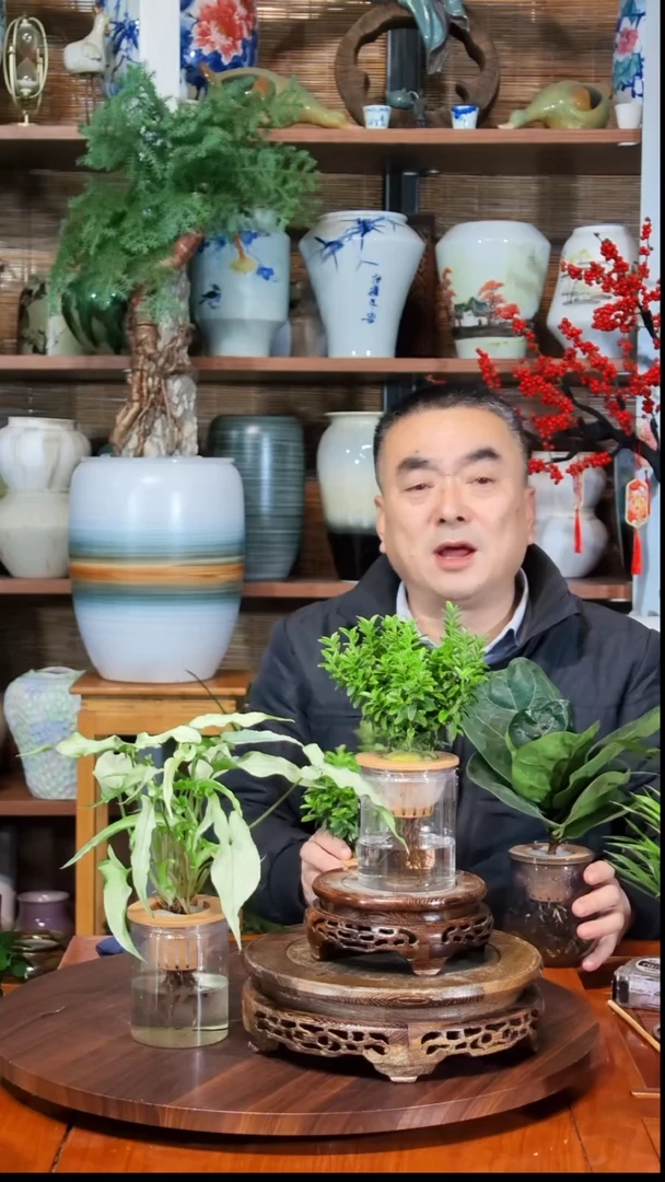 无花朵用****8水之韵水培黄杨+合果芋