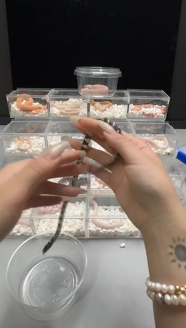 豹纹守宫图图的黑白王