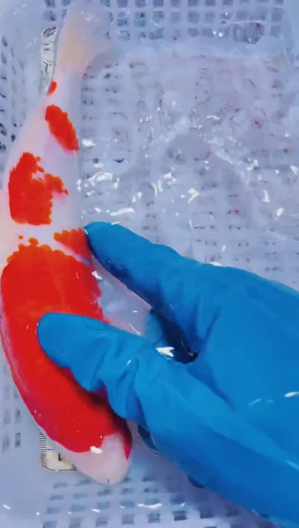 锦鲤血统锦鲤全场包邮69