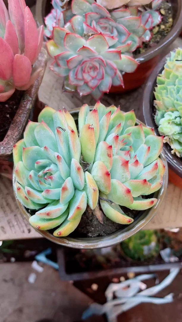 西****?22098多肉植物一物一拍