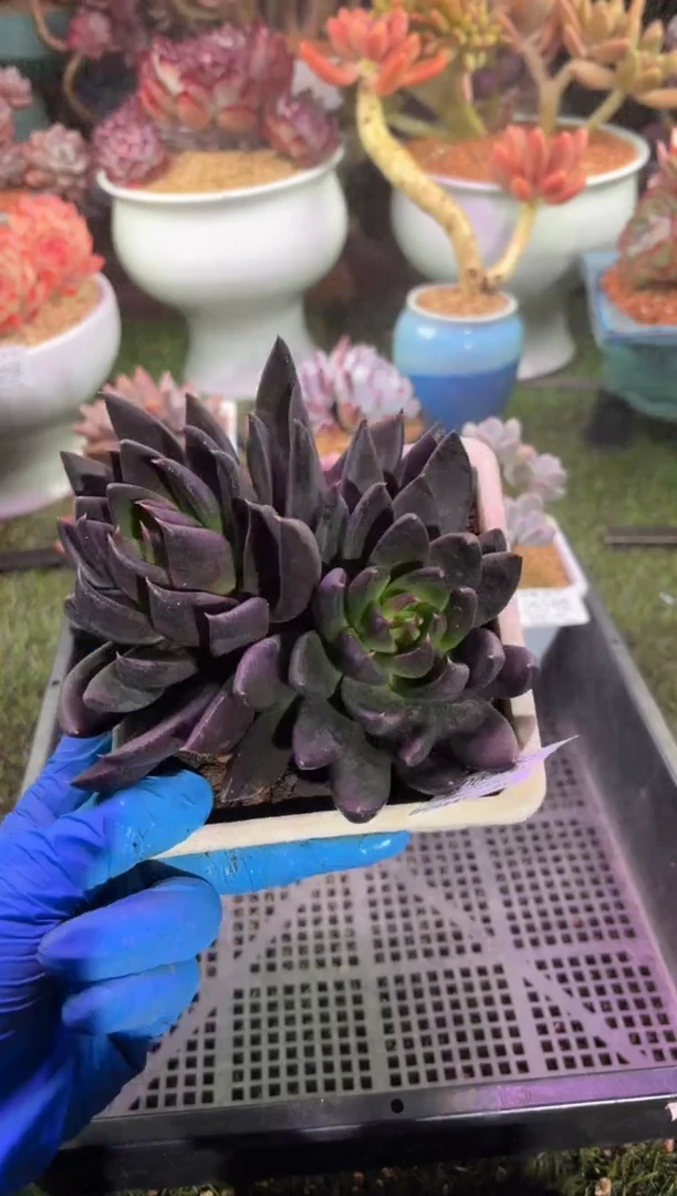 【闪购商品】06589